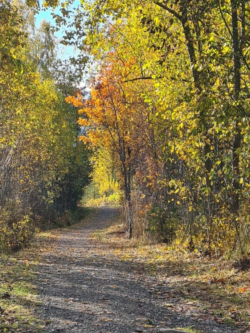 Ringsvegutua tar deg til Maihaugen og sentrum. Galleribilde