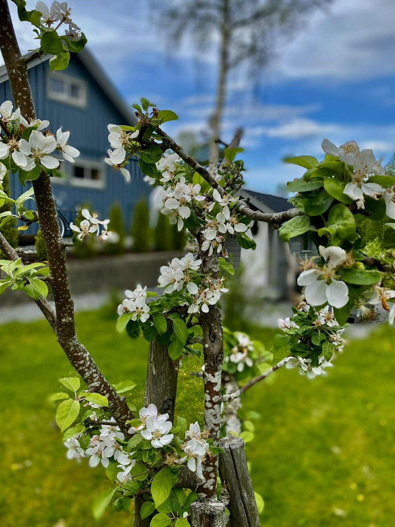 Selgers bilde. Galleribilde