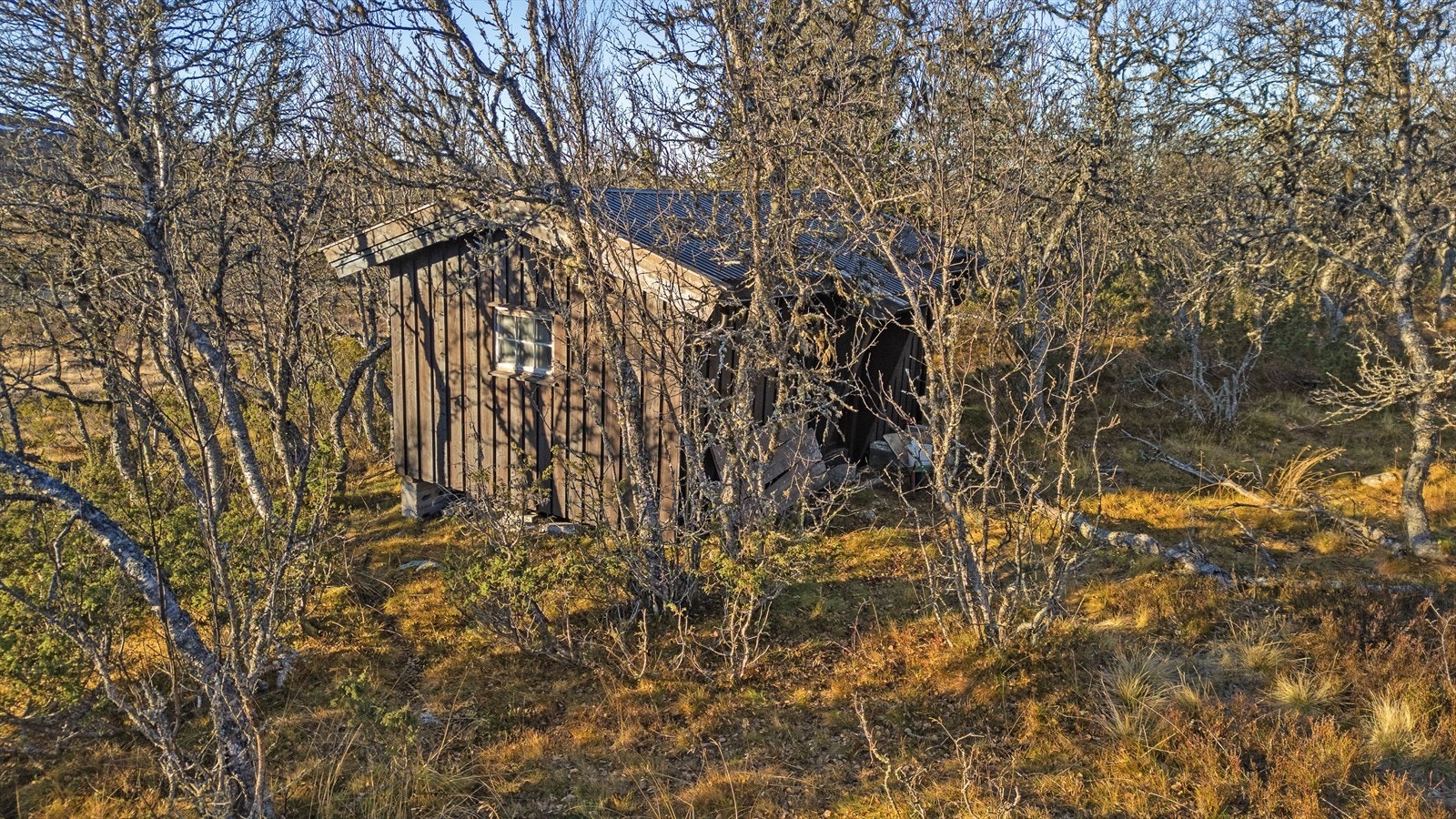 Mye trær på tomten. Galleribilde