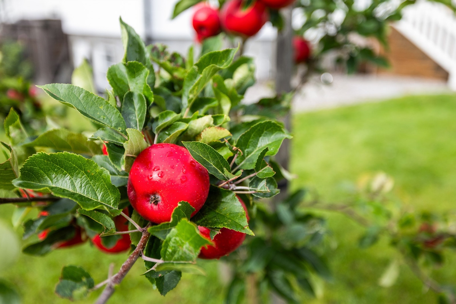 I hagen finnes også frukttrær som gir epler på sensommeren. Galleribilde