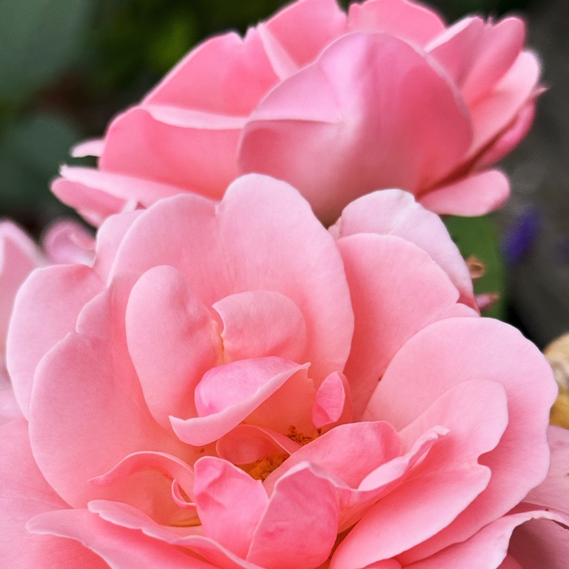 Ekte hageromantikk! Galleribilde