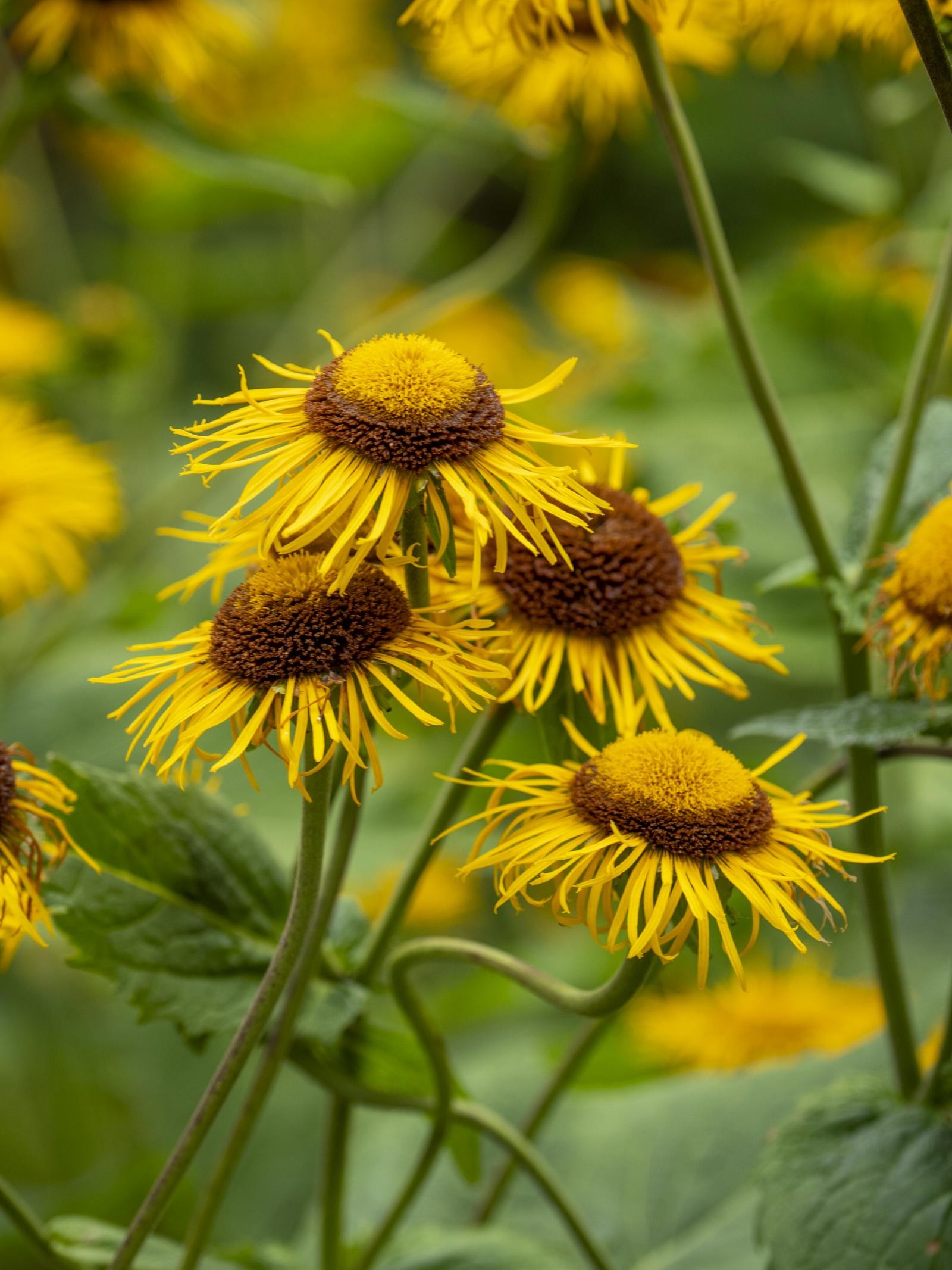 De mer unnselige, sarte småblomstede tuene og storbladet hosta sørger for helheten. Galleribilde