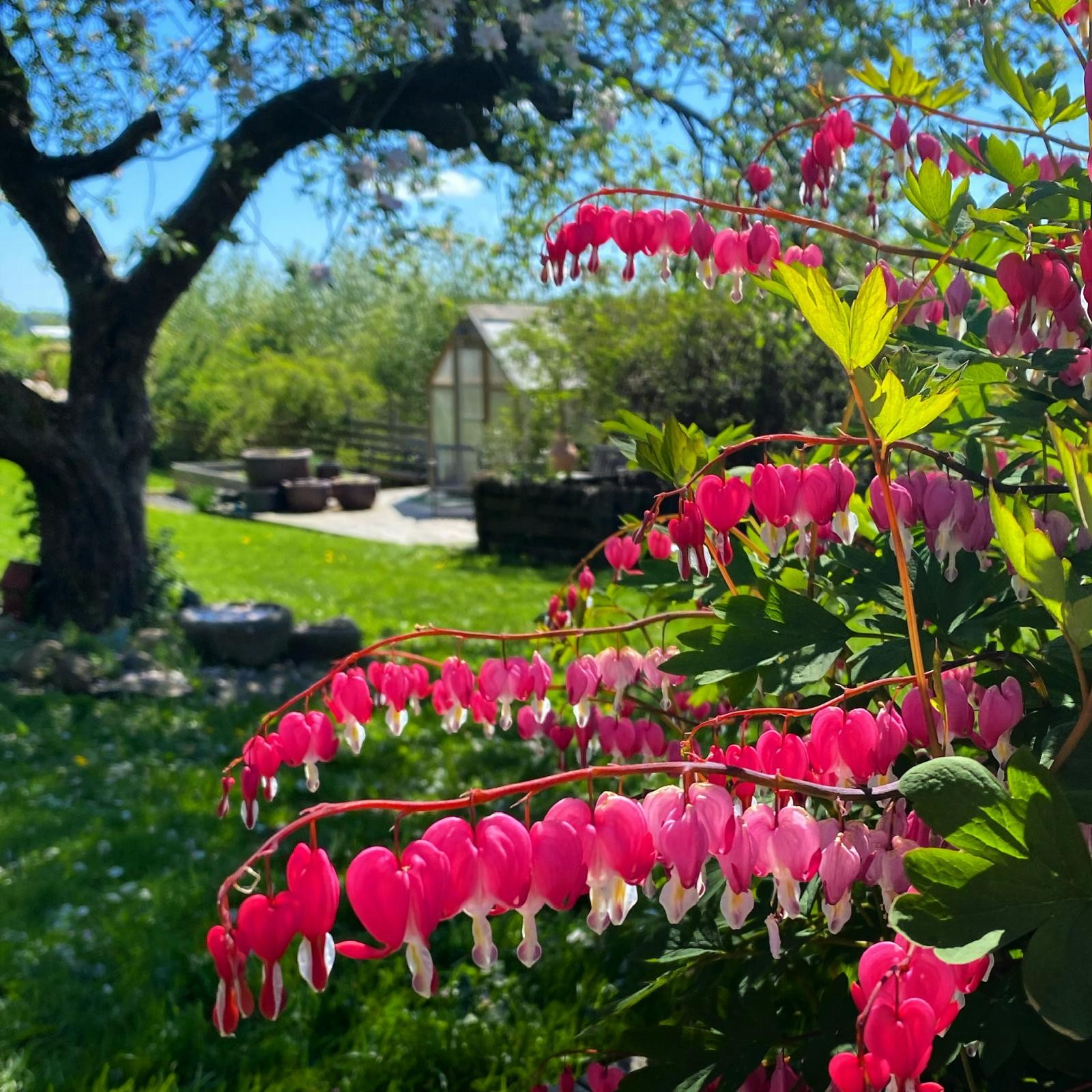 Det skal ikke mange solstrålene til før krokusen og snøklokkene stikker hodet frem fra snøen, etterfulgt av påskeliljer og hvitveisen som brer seg ut som hvite tepper. Galleribilde
