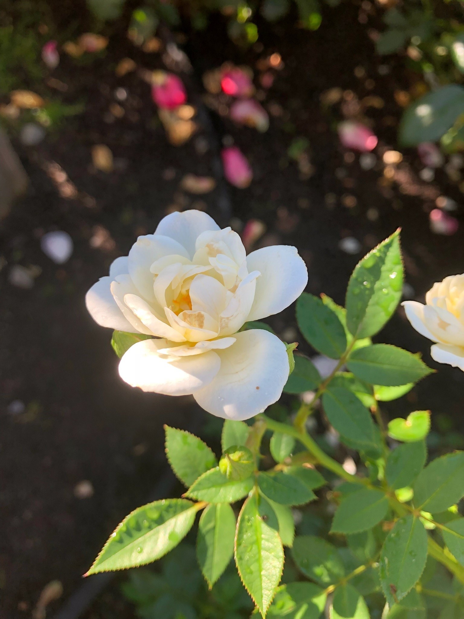 Hagefryd! Galleribilde