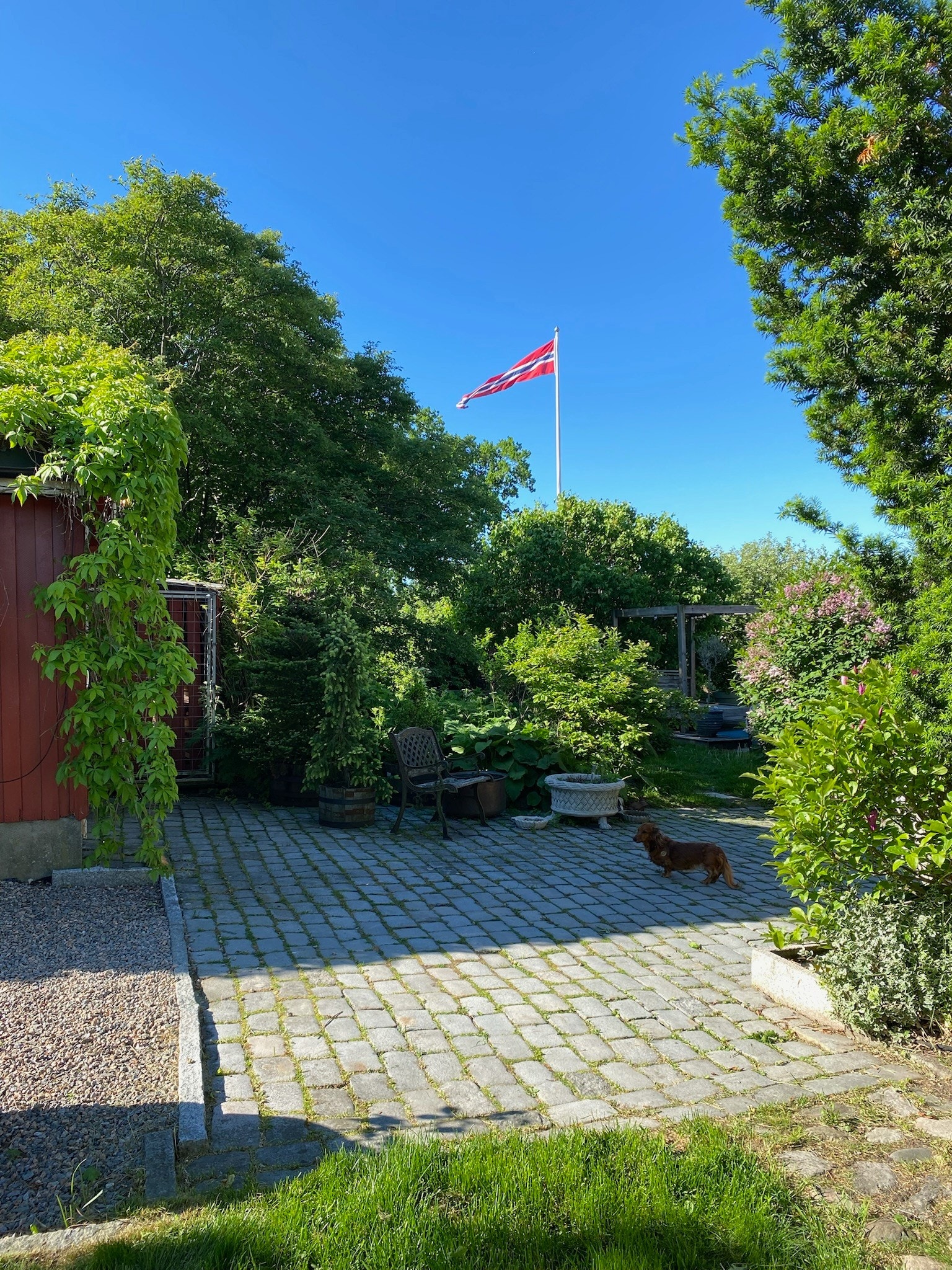 Vakre prydgress, viftelønn i grønt og rødt, og flere spiselige vekster som druestokker, blåbær og gressløk er dyrket med stort hell. Galleribilde