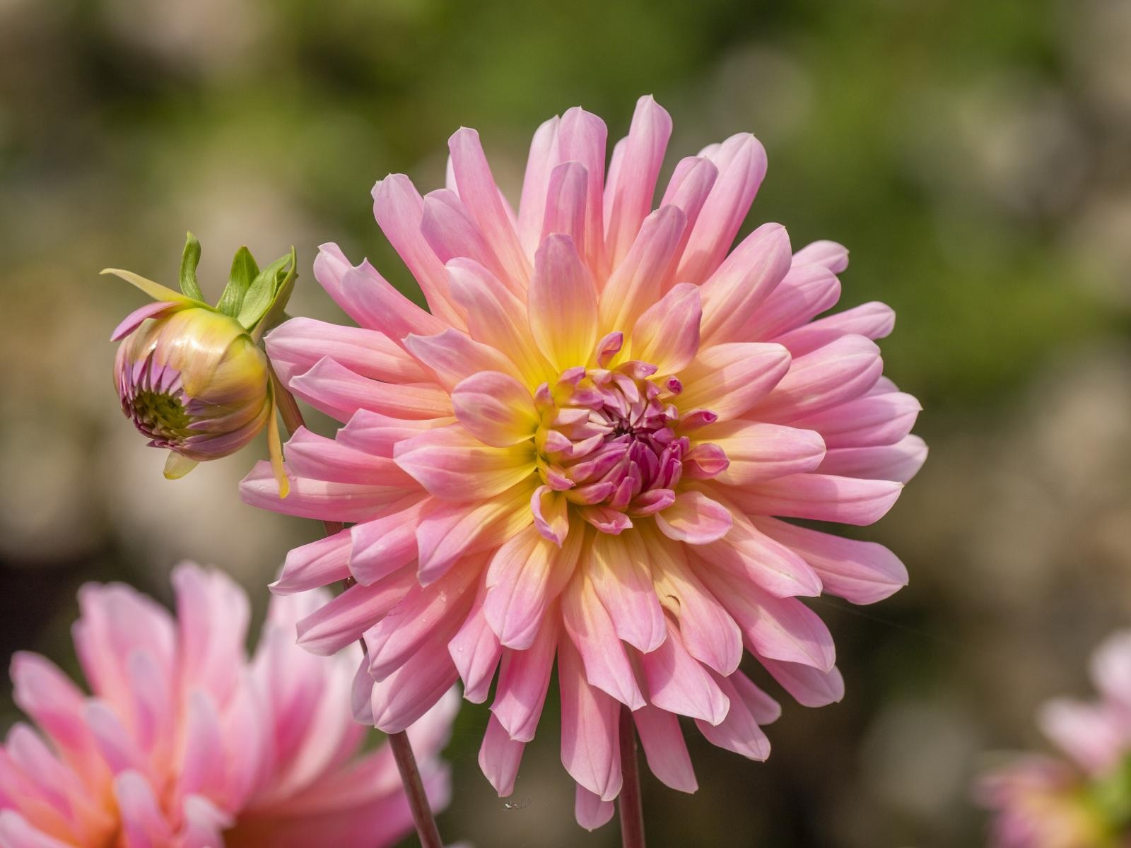 Hagefryd! Galleribilde