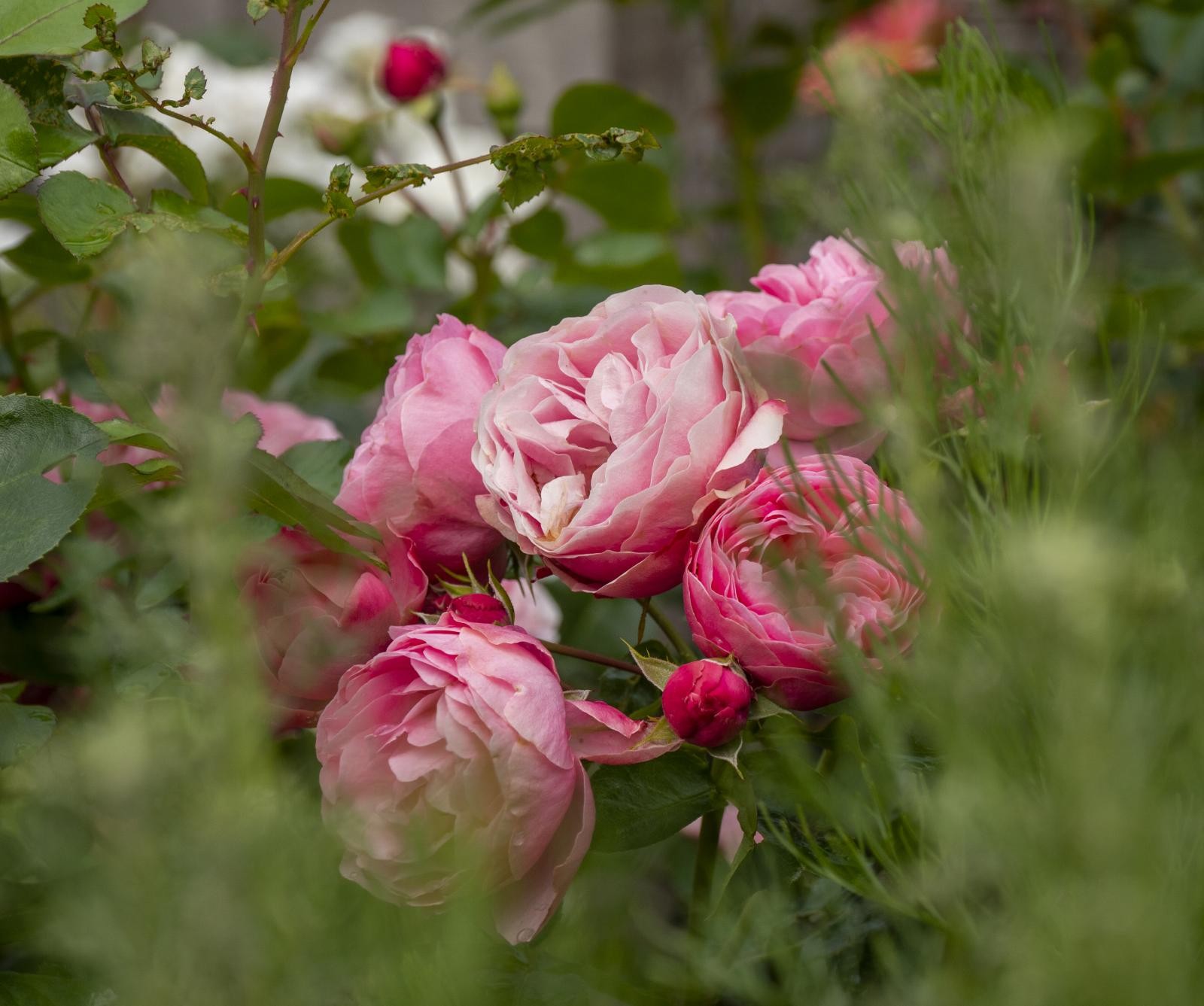 Staudebedene bugner av alt fra lubne, rosa pioner og løytnantshjerter, til de høye, gule og blå vekstene som tiltrekker seg summende bier og sommerfugler. Galleribilde