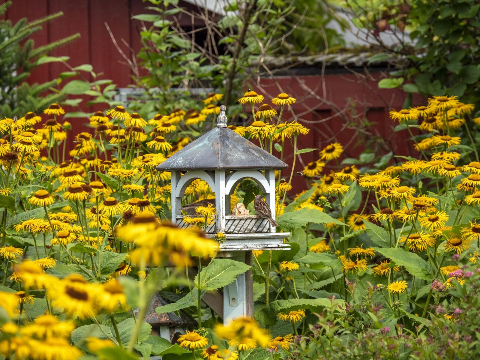 Hagefryd! Galleribilde