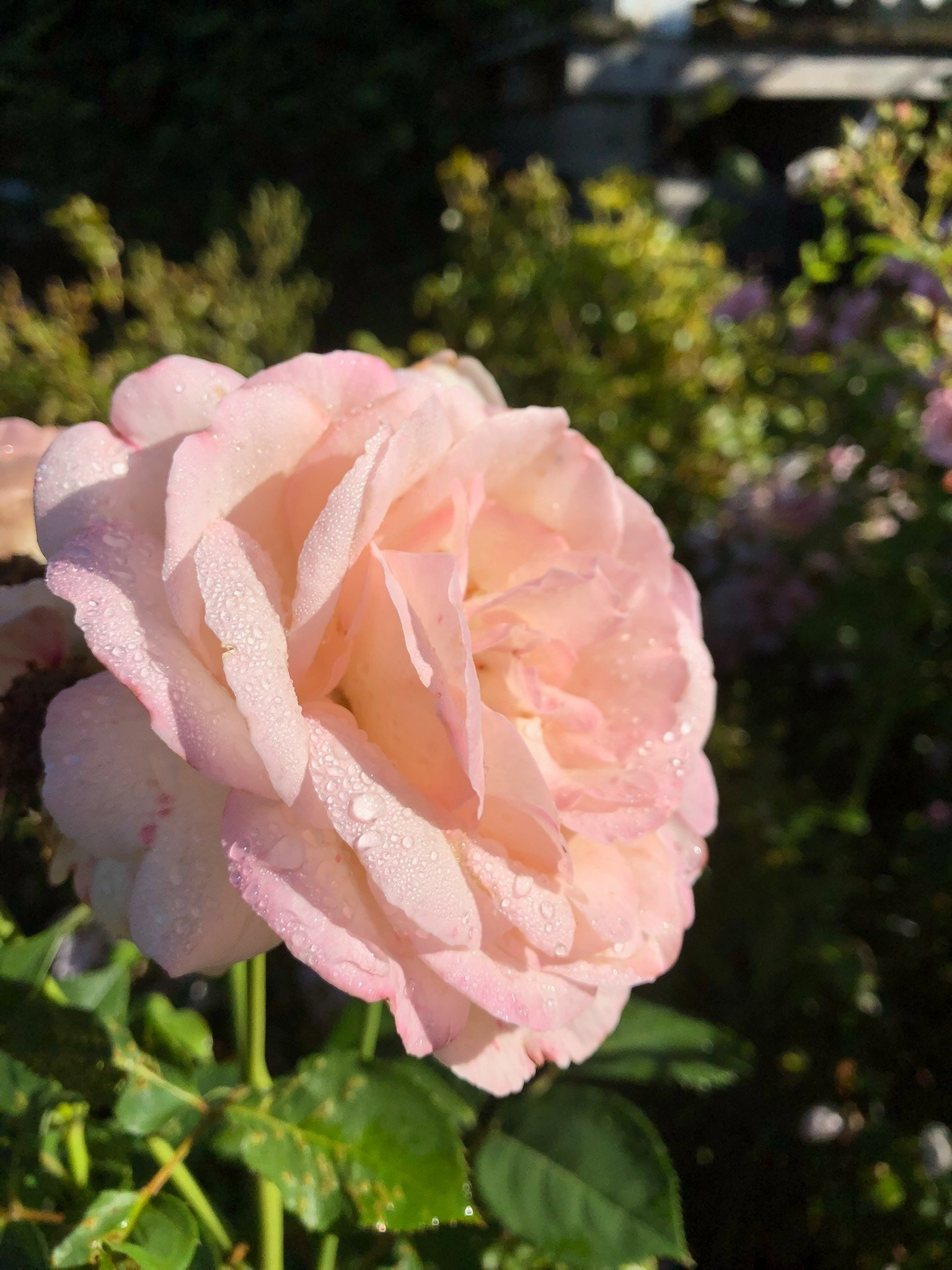 Rosenes himmelske duft følger ikke bare brisen rundt på eiendommen, den gjør seg i vaser innendørs også. Galleribilde