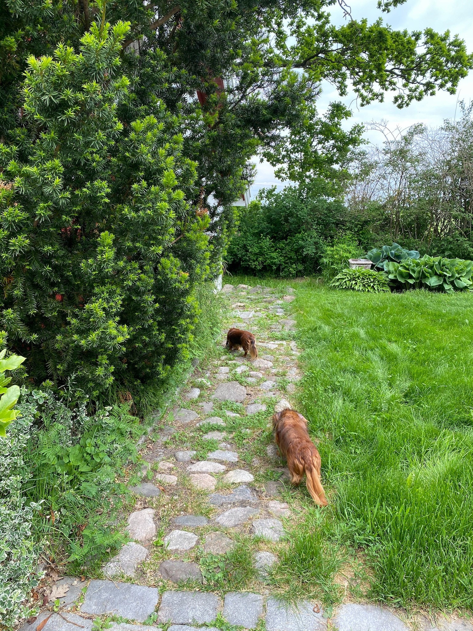 Ekte hageromantikk! Galleribilde