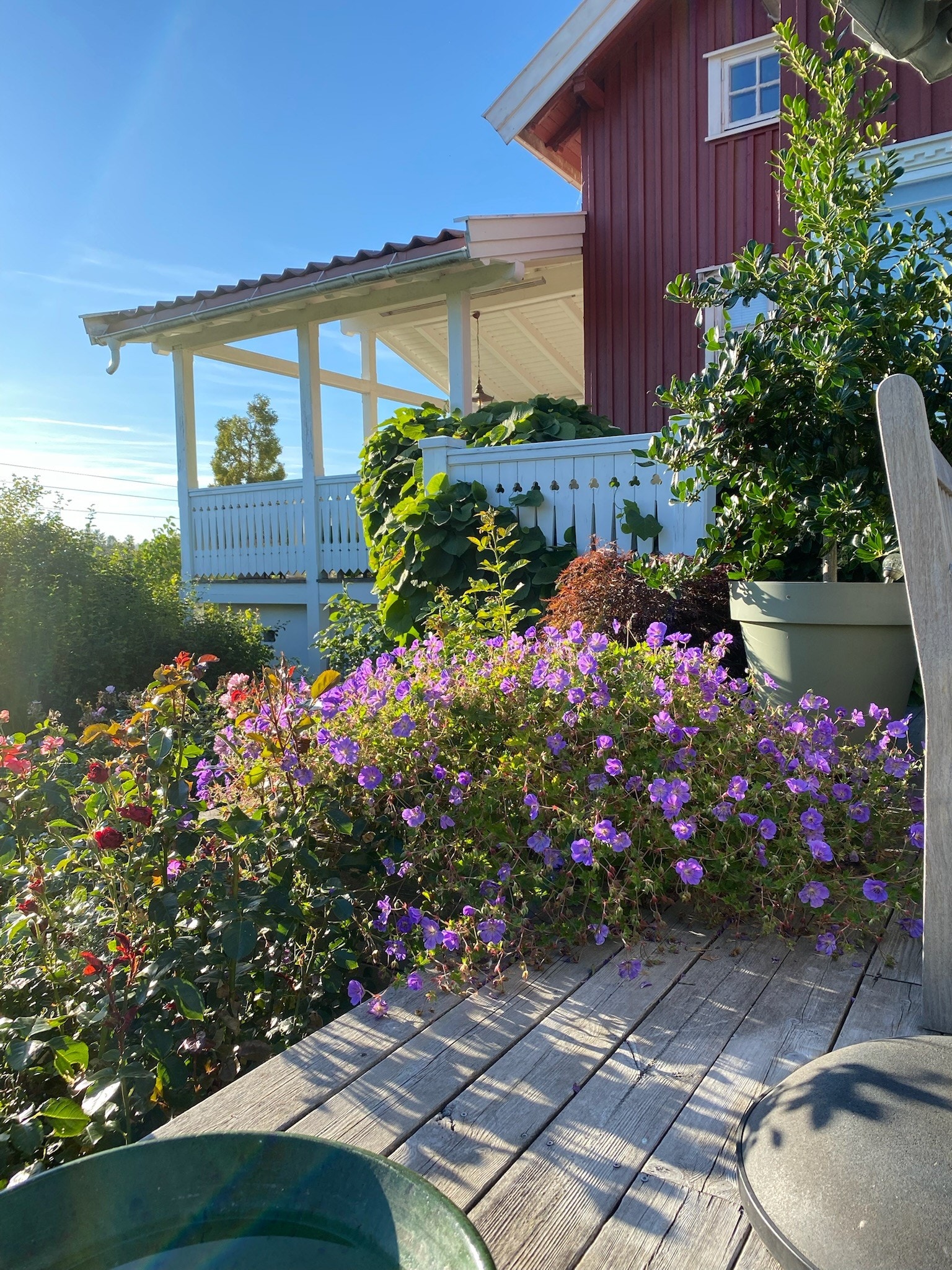 Staudebedene bugner av alt fra lubne, rosa pioner og løytnantshjerter, til de høye, gule og blå vekstene som tiltrekker seg summende bier og sommerfugler Galleribilde