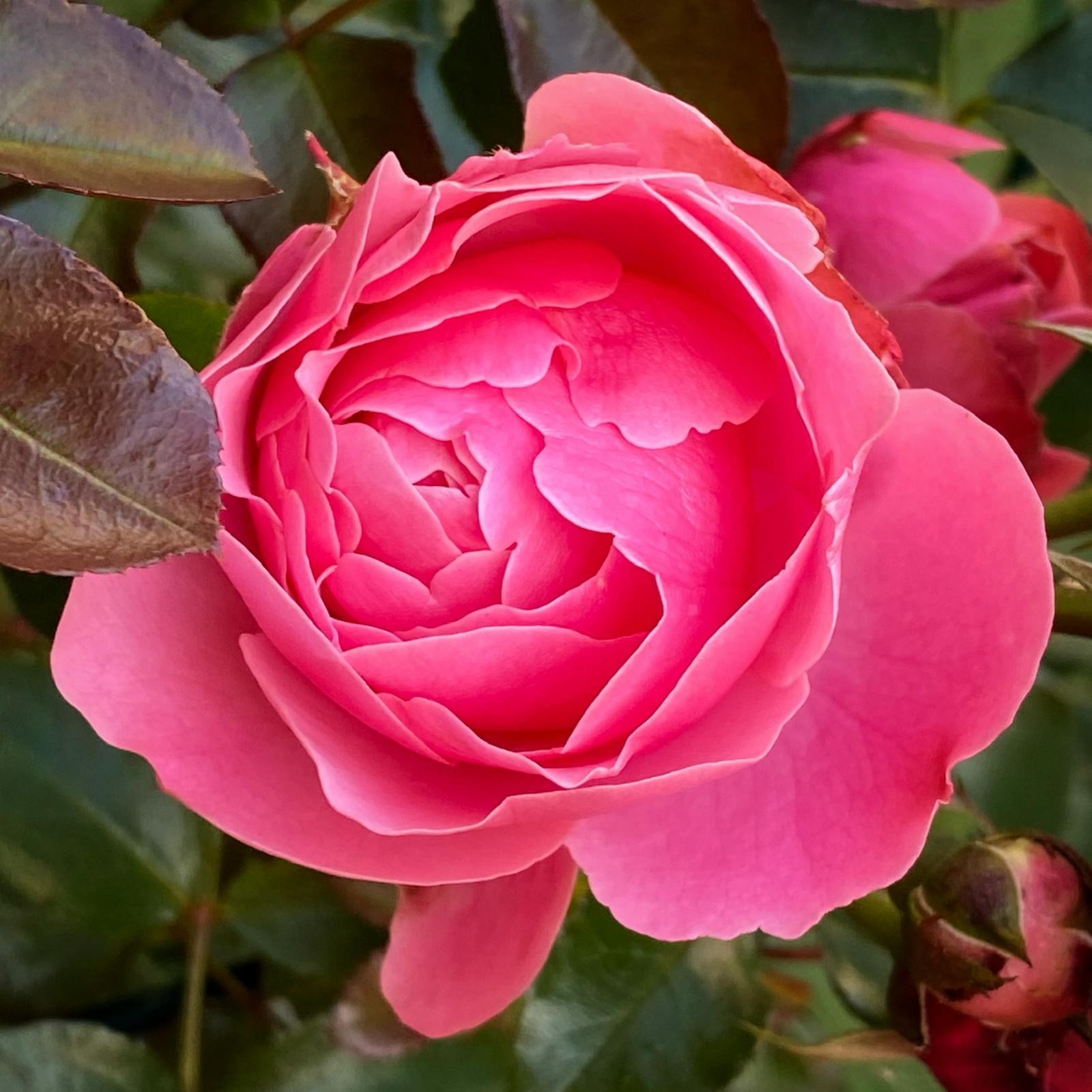 Når rosene starter blomstringen er sommeren virkelig i gang. Her finnes en symfoni av sorter. Galleribilde