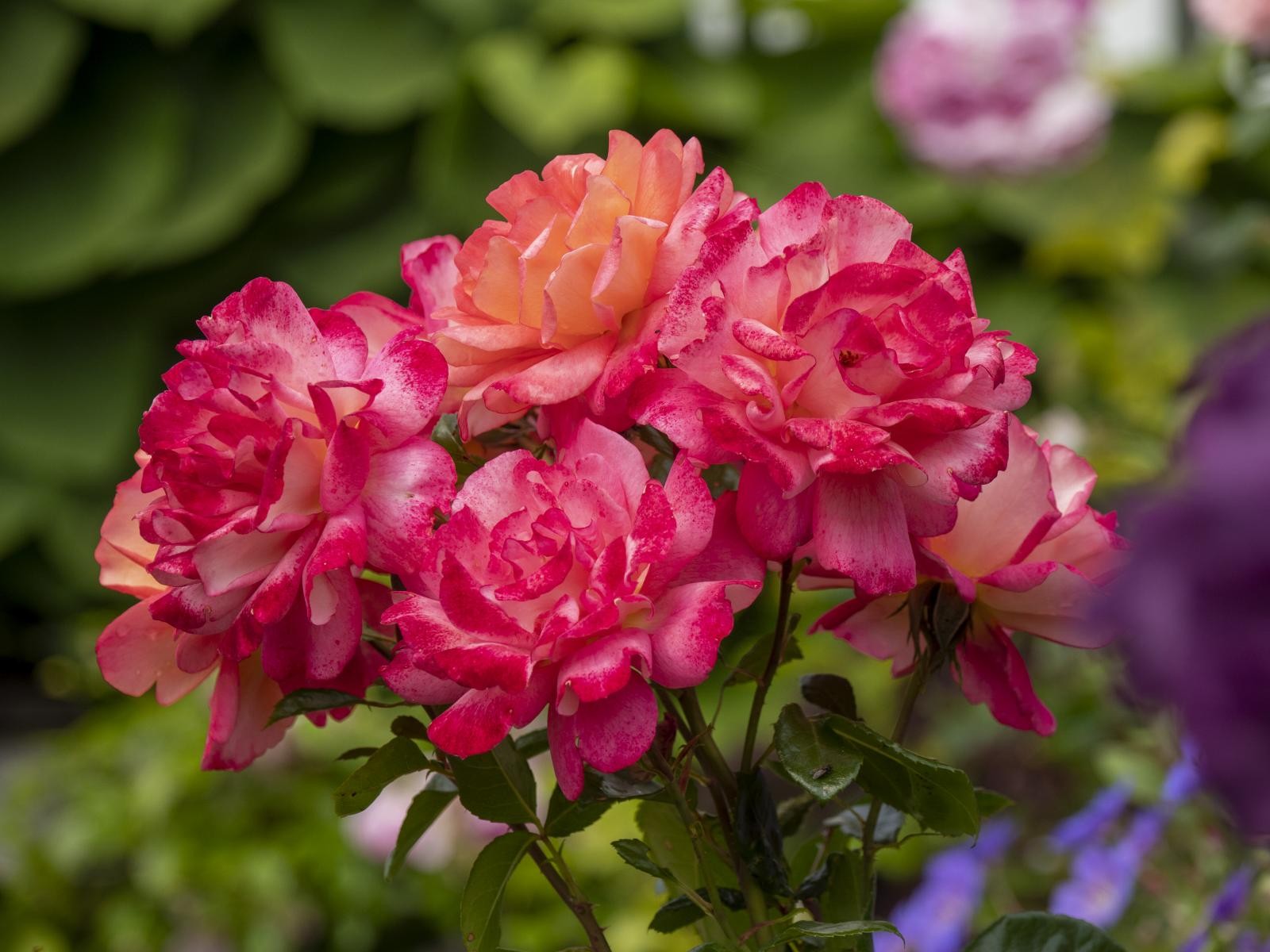 Hagefryd! Galleribilde