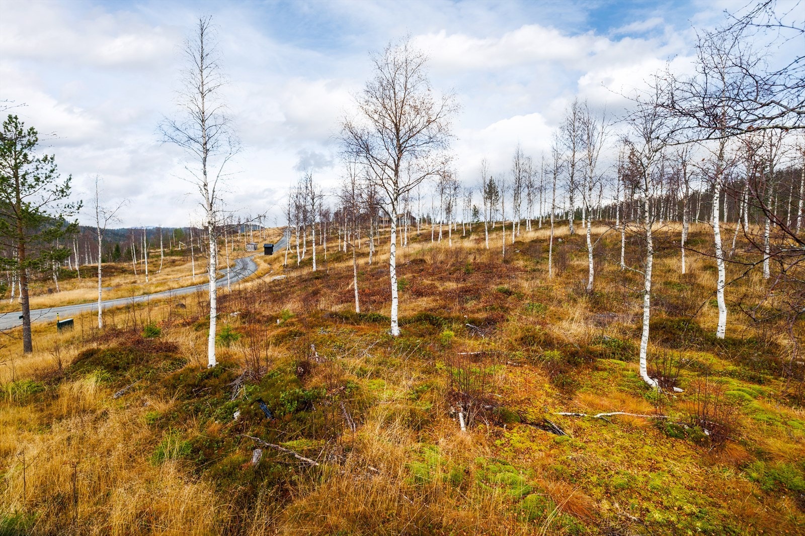Tomten består av lett kupert naturtomt med spredt vegetasjon av bjørk. Galleribilde