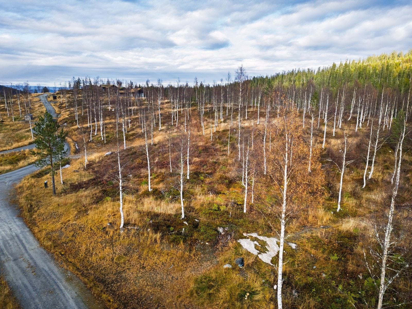 Landskapet preges av åpen skog og gir en følelse av ro og nærhet til naturen. Galleribilde