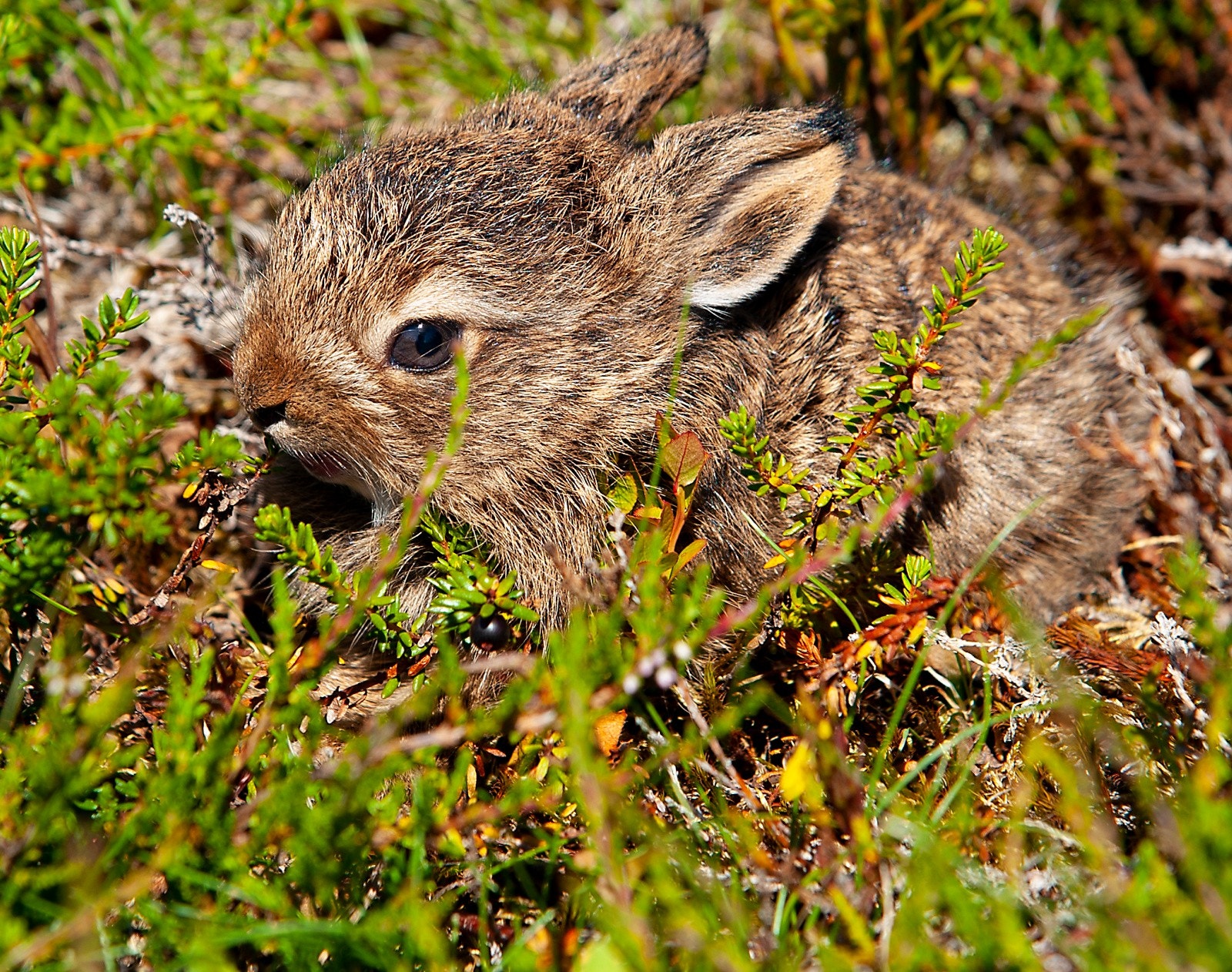 Bilde fra selgers arkiv Galleribilde