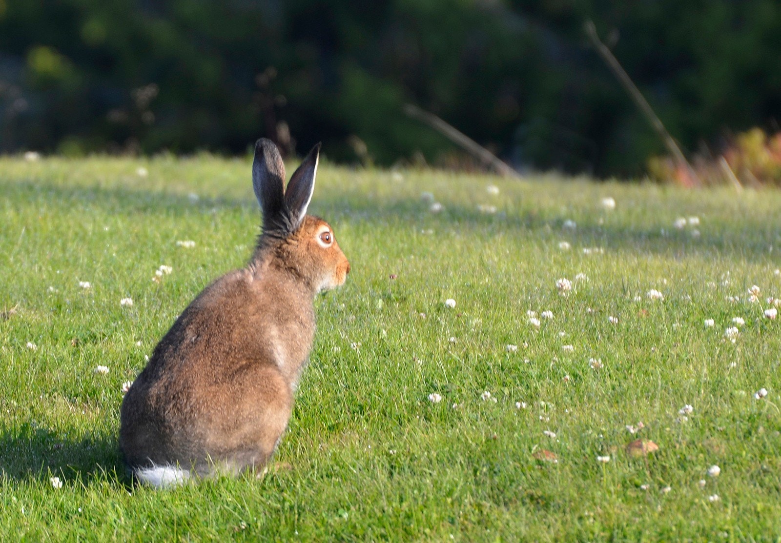 Bilde fra selgers arkiv. Hare i morgensol Galleribilde