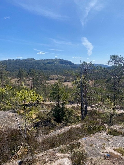 Kvåle - Bilde tatt av selger Galleribilde
