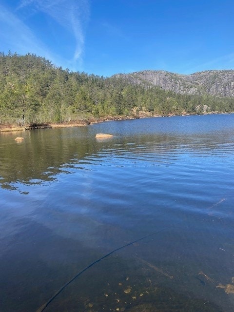 Kvåle - Bilde tatt av selger Galleribilde