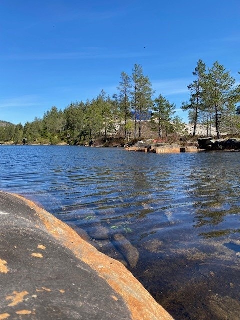 Kvåle - Bilde tatt av selger Galleribilde