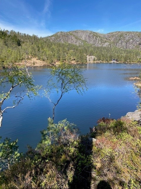 Kvåle - Bilde tatt av selger Galleribilde