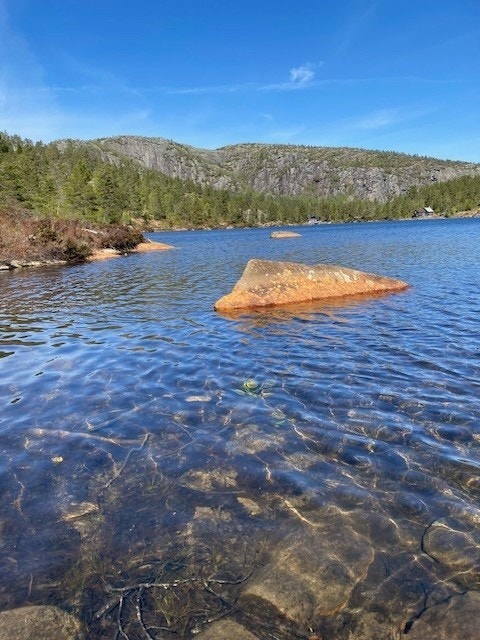 Kvåle - Bilde tatt av selger Galleribilde