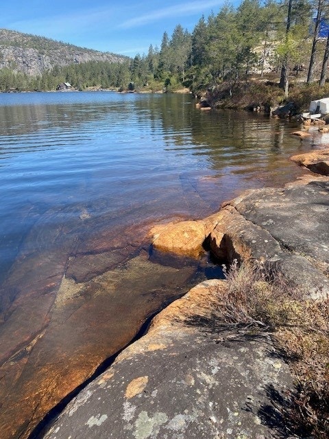 Kvåle - Bilde tatt av selger Galleribilde