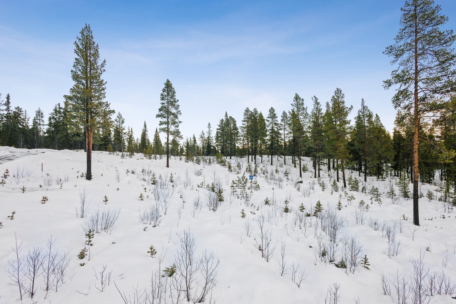 Tomten er lett kupert og omgitt av spredt furuskog, noe som gir en skjermet beliggenhet Galleribilde