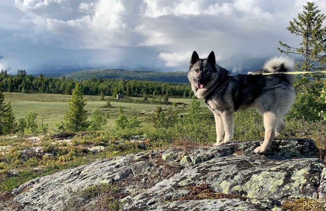 Om sommeren er det fint å følge stier innover fjellet. Galleribilde