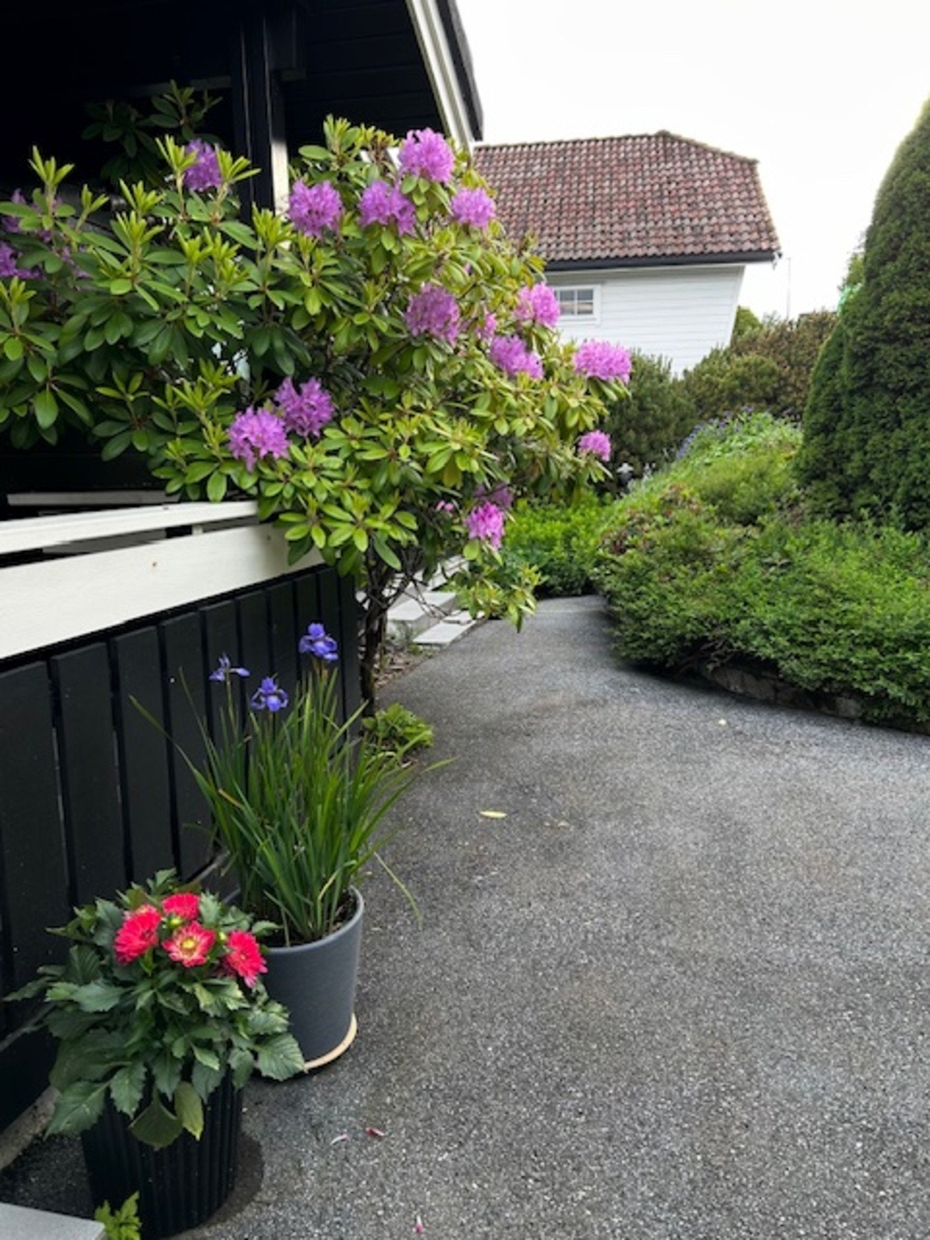 Selgers bilde Galleribilde