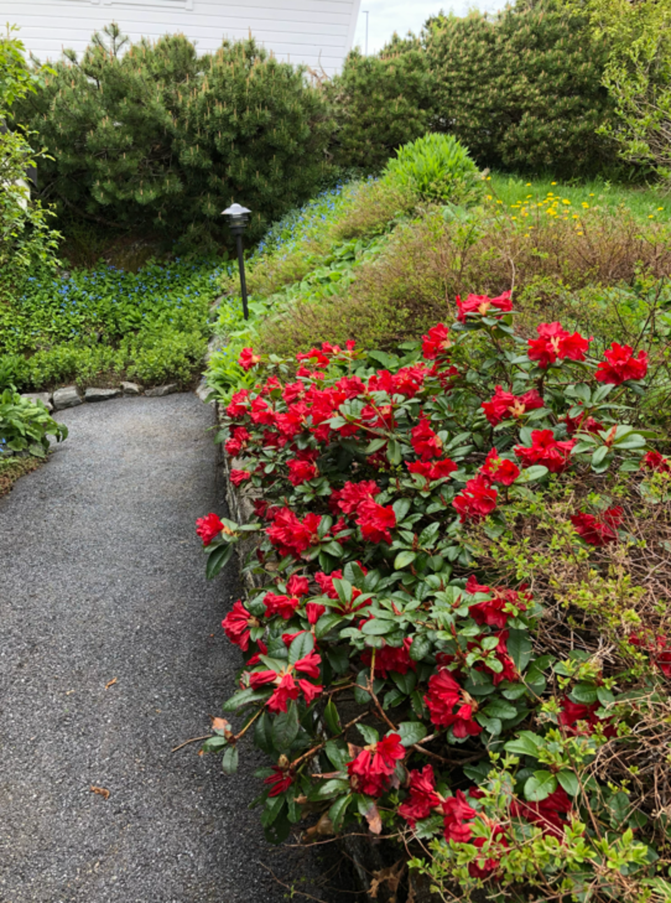 Selgers bilde Galleribilde