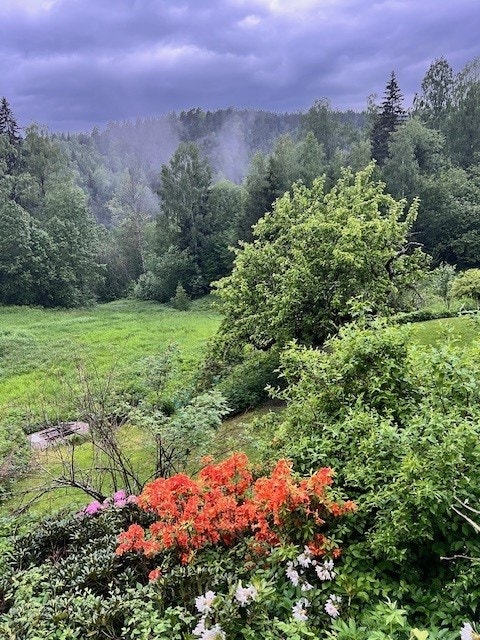 Privat bilde - det er også masse markjordbær og villbringebær på tomten. Galleribilde