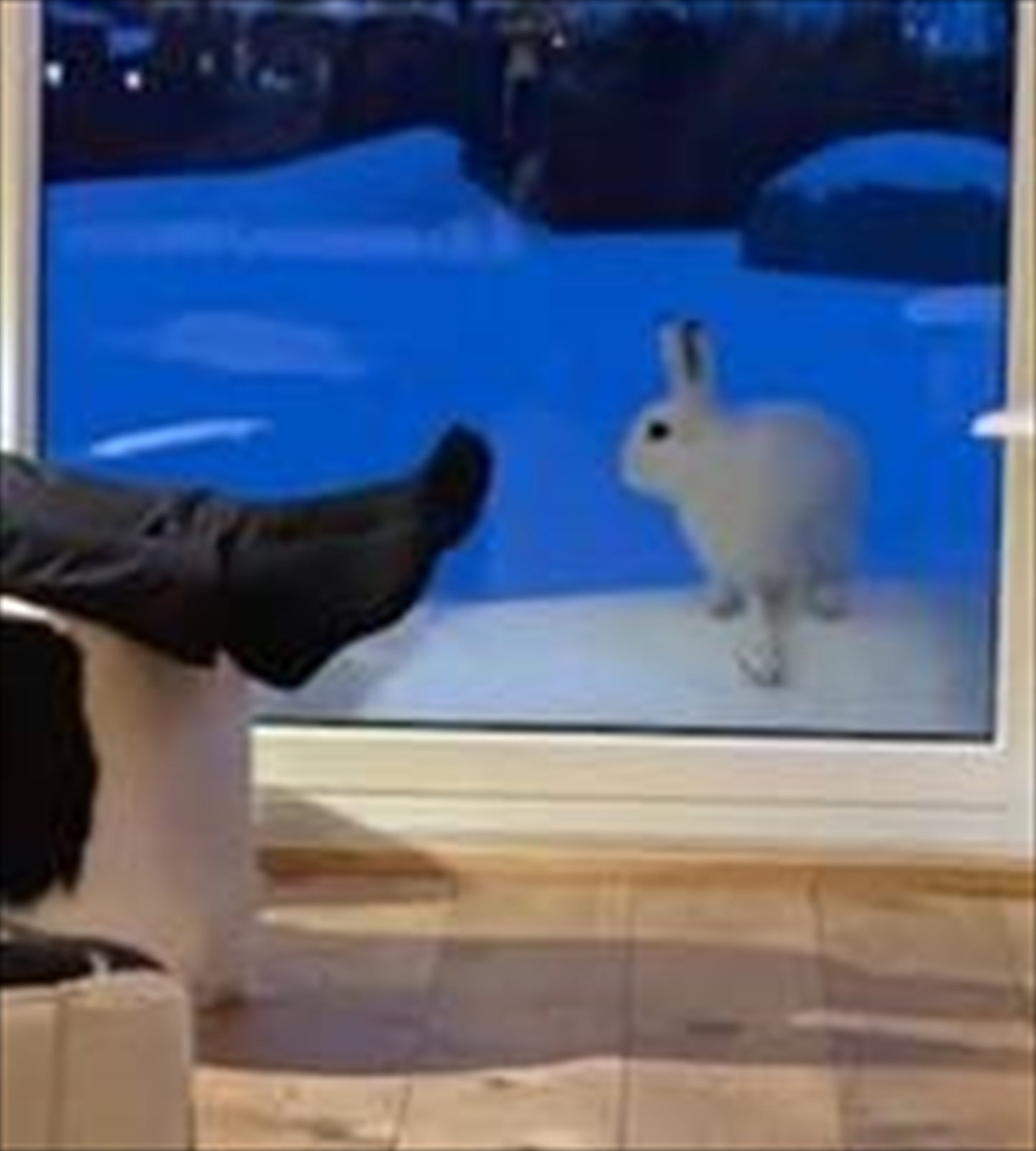 Haren på besøk rett utenfor. Galleribilde