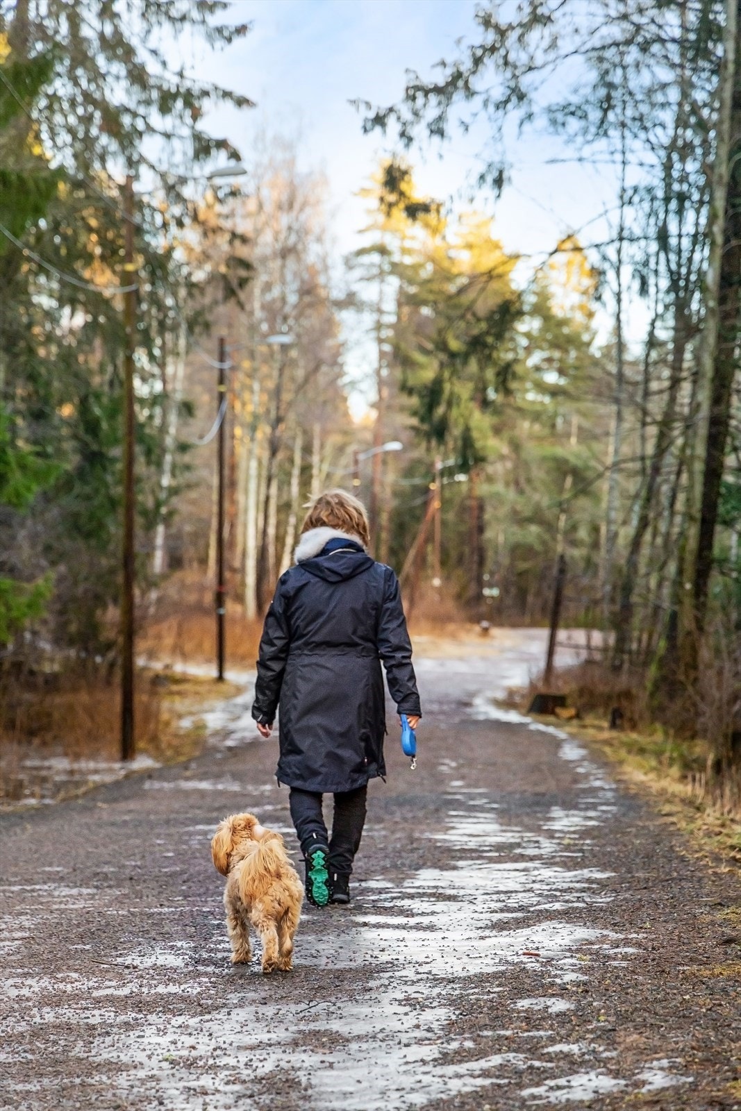 Bilfrie skogsveier og turstier strekker seg milevis innover perfekt for deg med hund Galleribilde