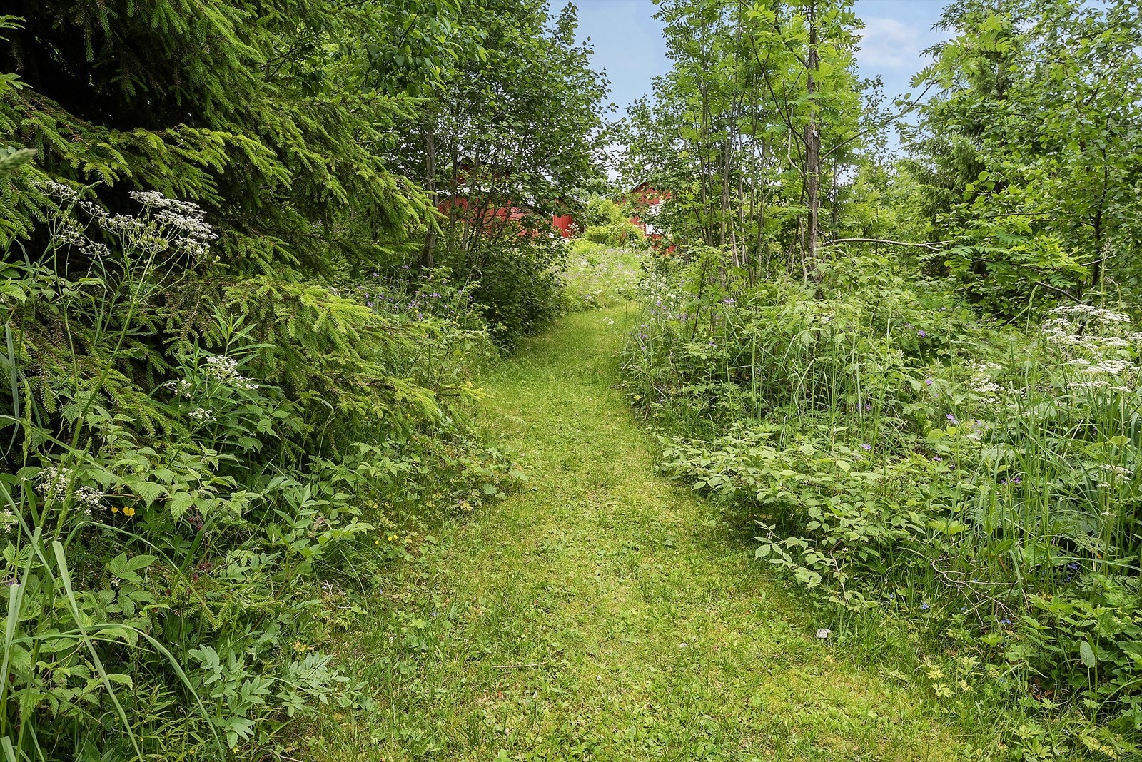 Sti til hytta. Galleribilde