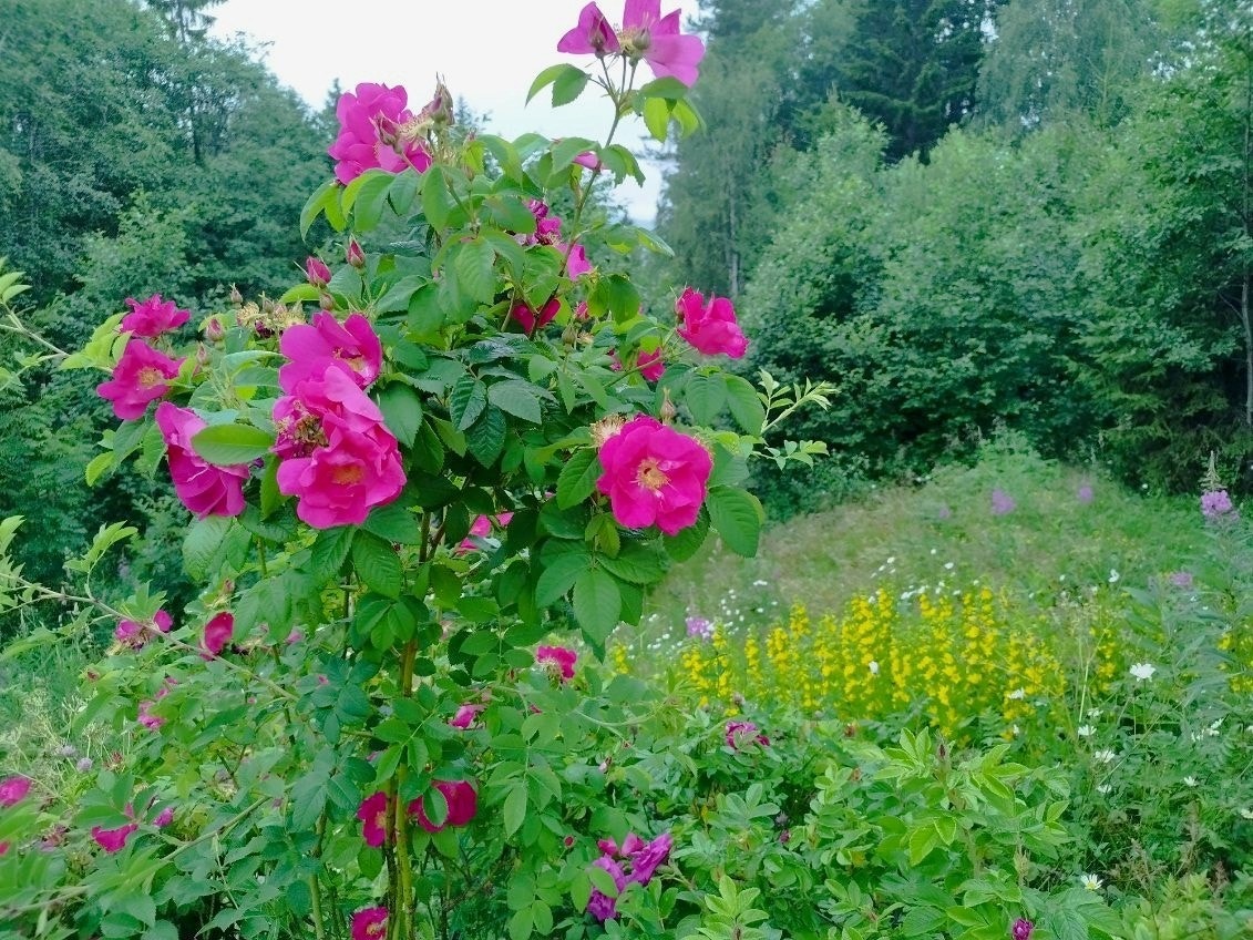 Et vakkert skue. Galleribilde