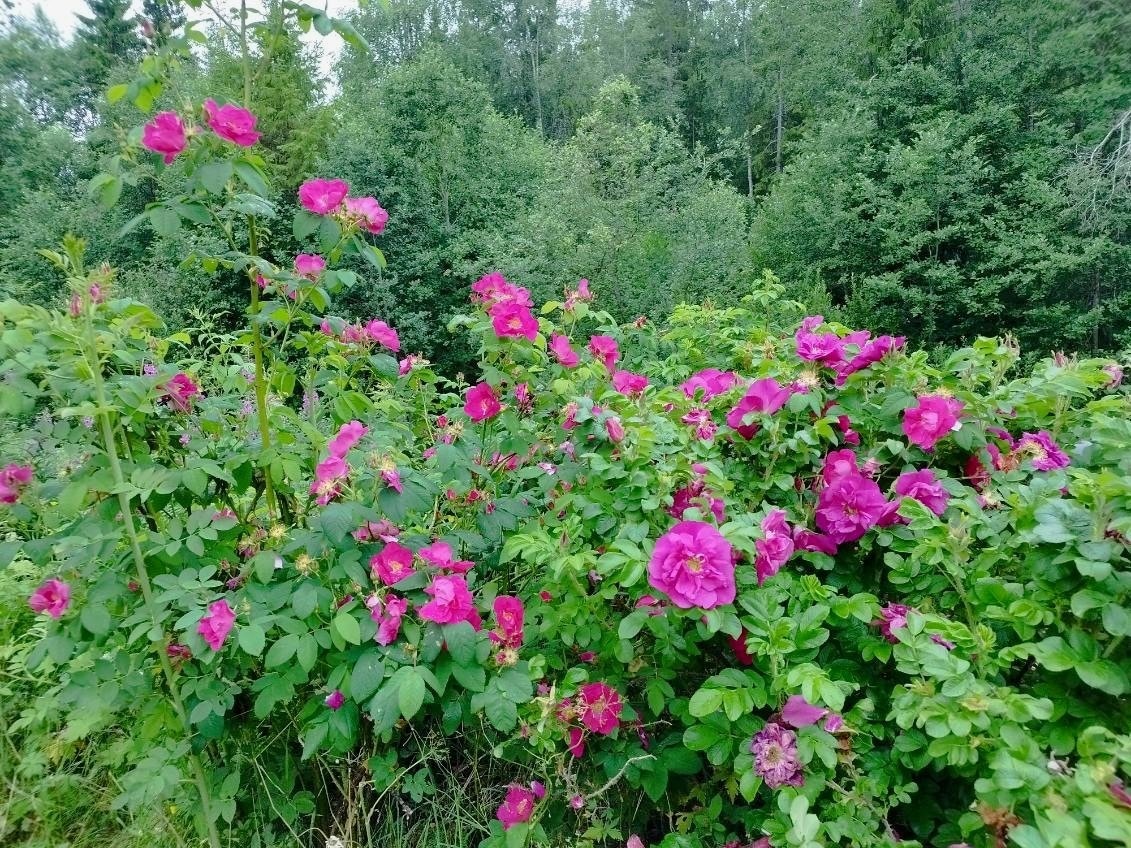 Sommerens vakre farger utendørs. Galleribilde