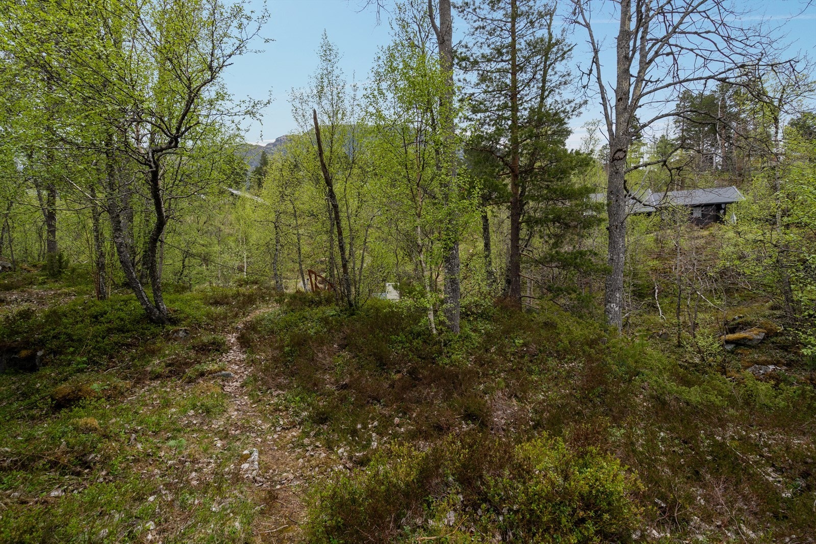 Naturtomt med mye bærlyng - Her ligger du usjenert og fint til Galleribilde