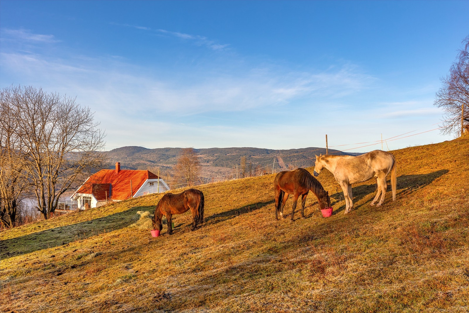 På det sjarmerende småbruket kan både husdyr og eiere leve et rikt liv med gode dager og mye tumleplass. Galleribilde