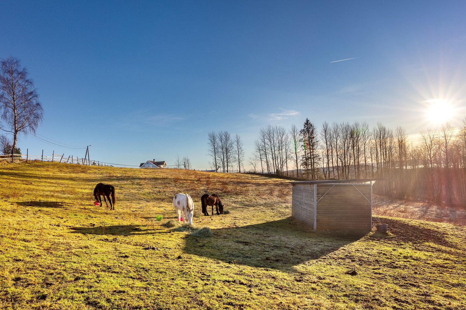 Hester kan slippes i store inngjerdede områder for gressing og utegang. Galleribilde