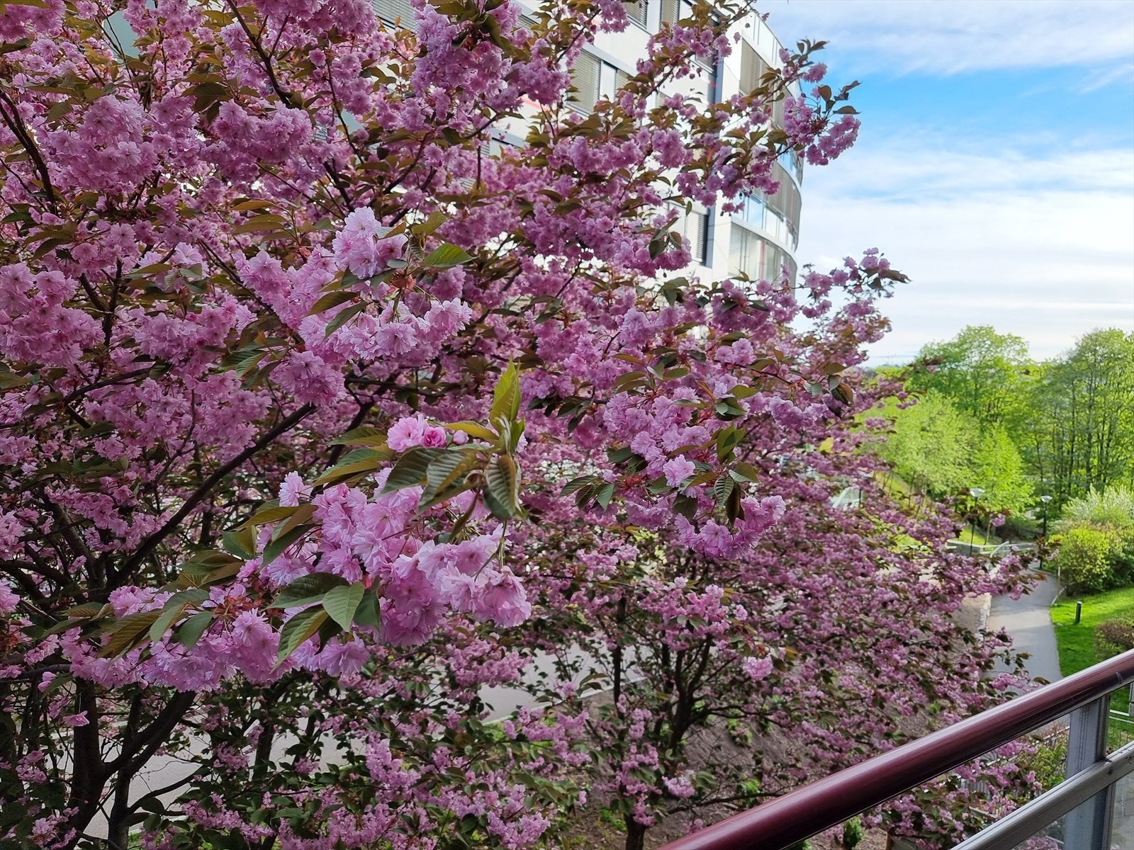 Selgers bilde* Grønt og rolig utsyn mot kirsebærtreet - en sjelden og stemningsfull kvalitet. Galleribilde