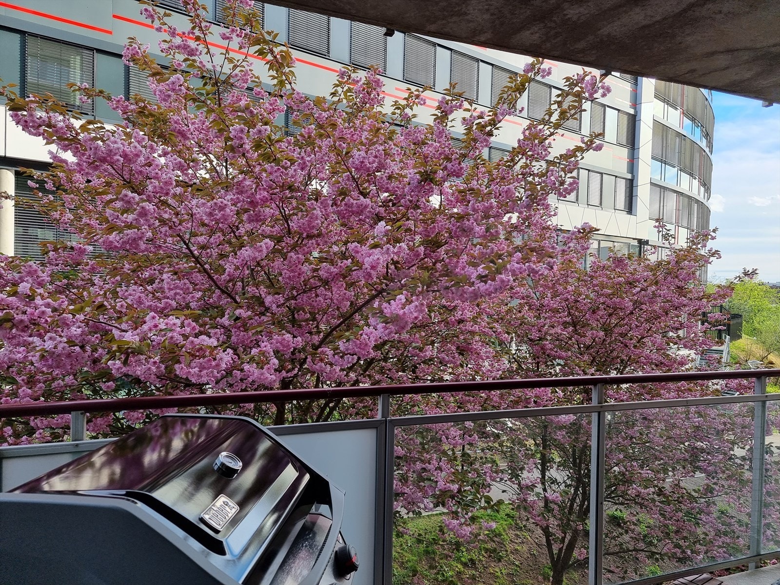 Selgers bilde* På sommerhalvåret blomstrer det et svært kirsebærtre rett utenfor leiligheten og gir en helt spesiell atmosfære. Galleribilde