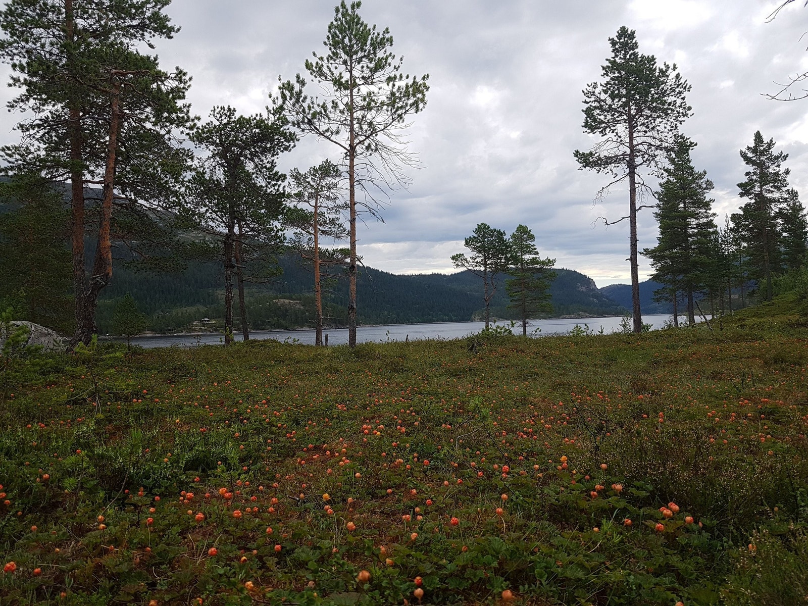 Flott multeterreng rett utenfor hytta! Galleribilde