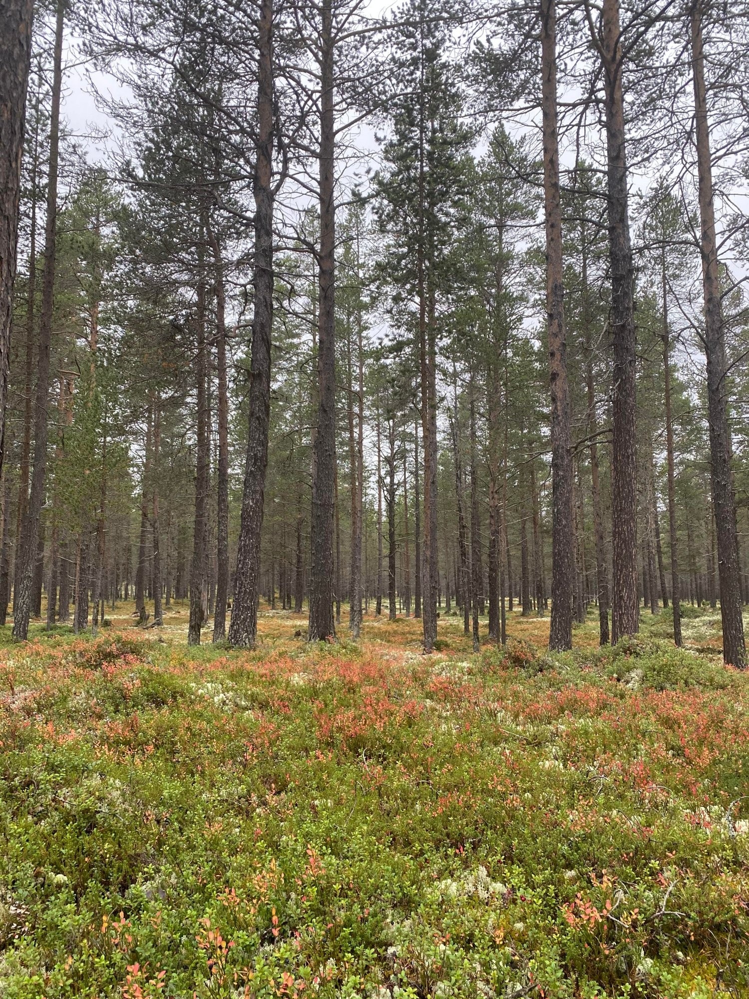 Storneset Galleribilde
