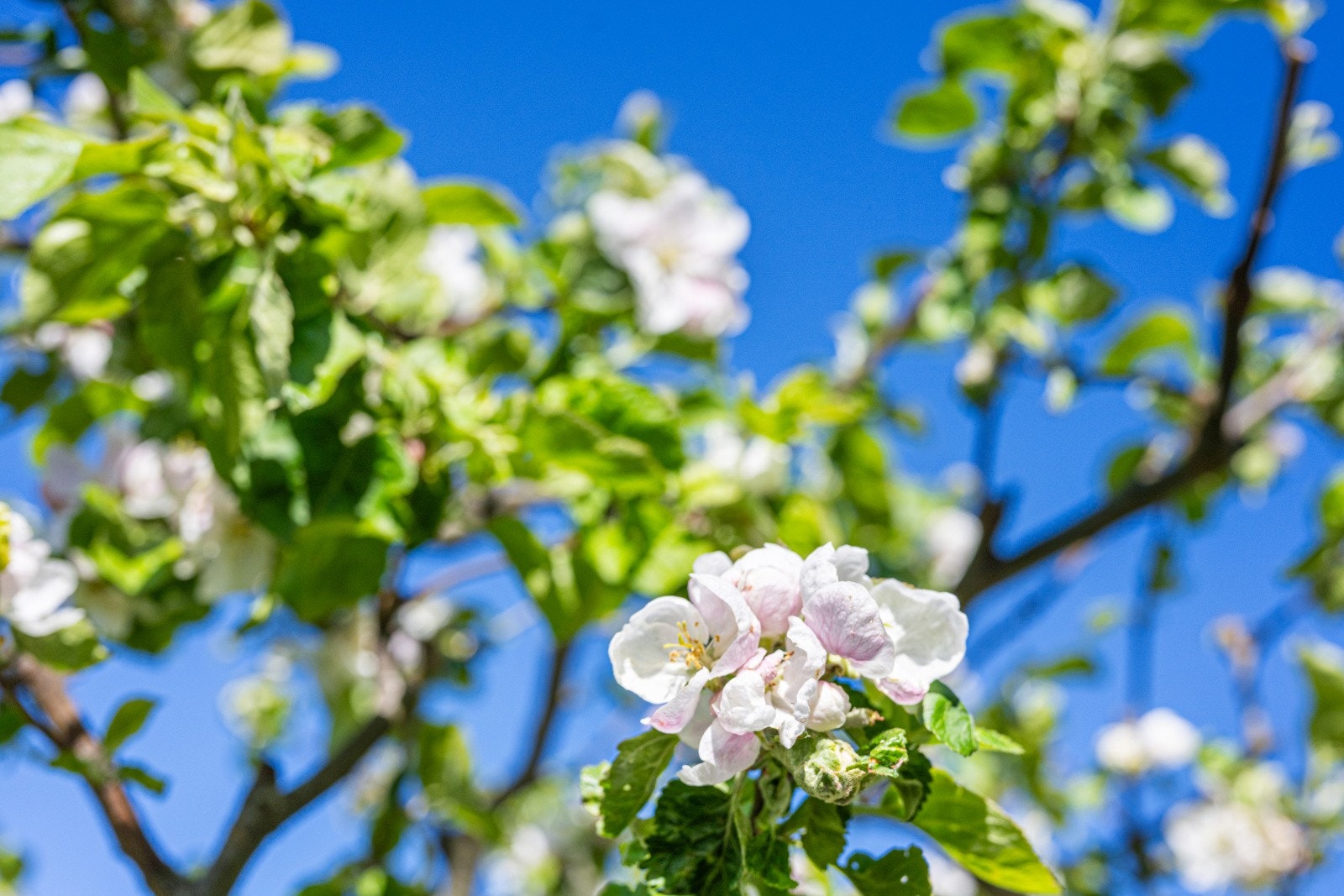 Nydelig opparbeidet hage med eple og flere frukttrær bla. Tomten er på ca. 1 032 kvm og flott opparbeidet med en stor hage som er pent beplantet med trær og ulike typer prydbusker. Galleribilde