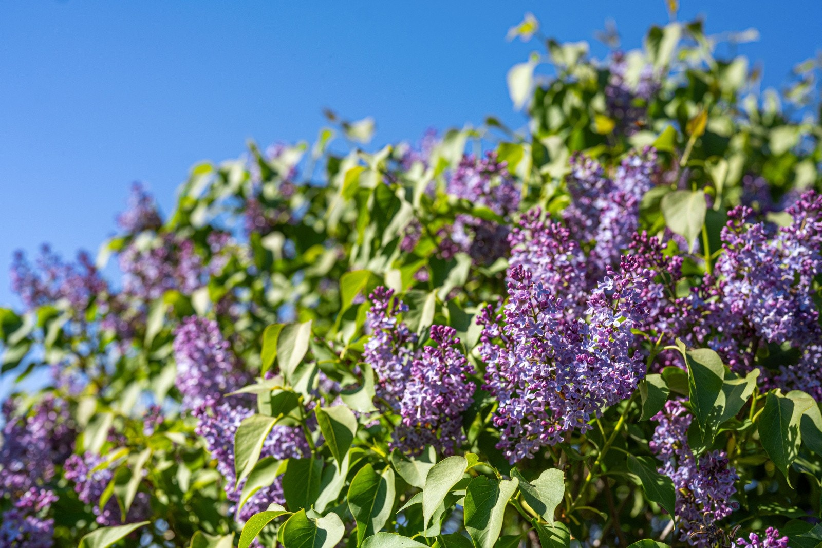 Eiendommen har mange flotte prydbusker og blomster til nytelse. Galleribilde