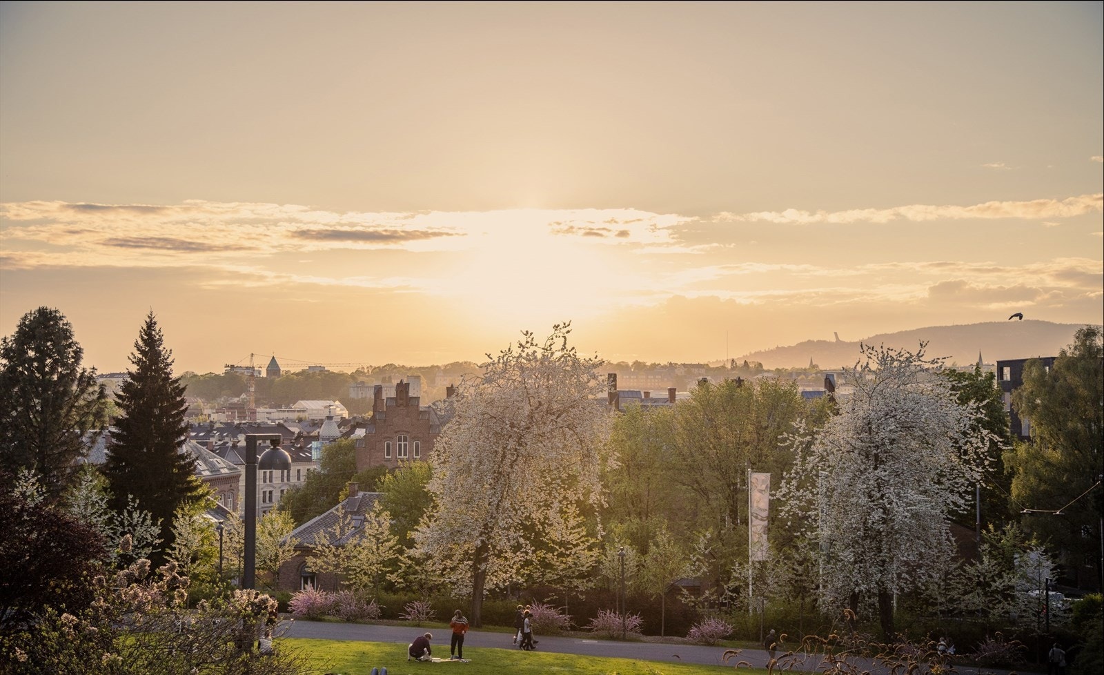 Områdebilde. Galleribilde