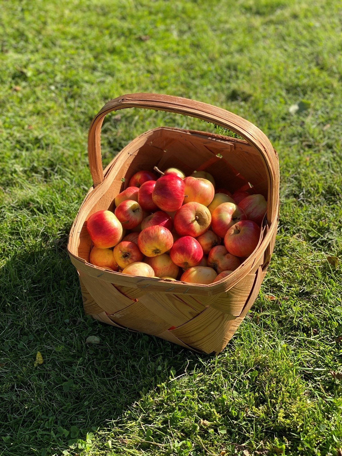 Epler i Sløssåsveien 22 - Selgers private bilde Galleribilde