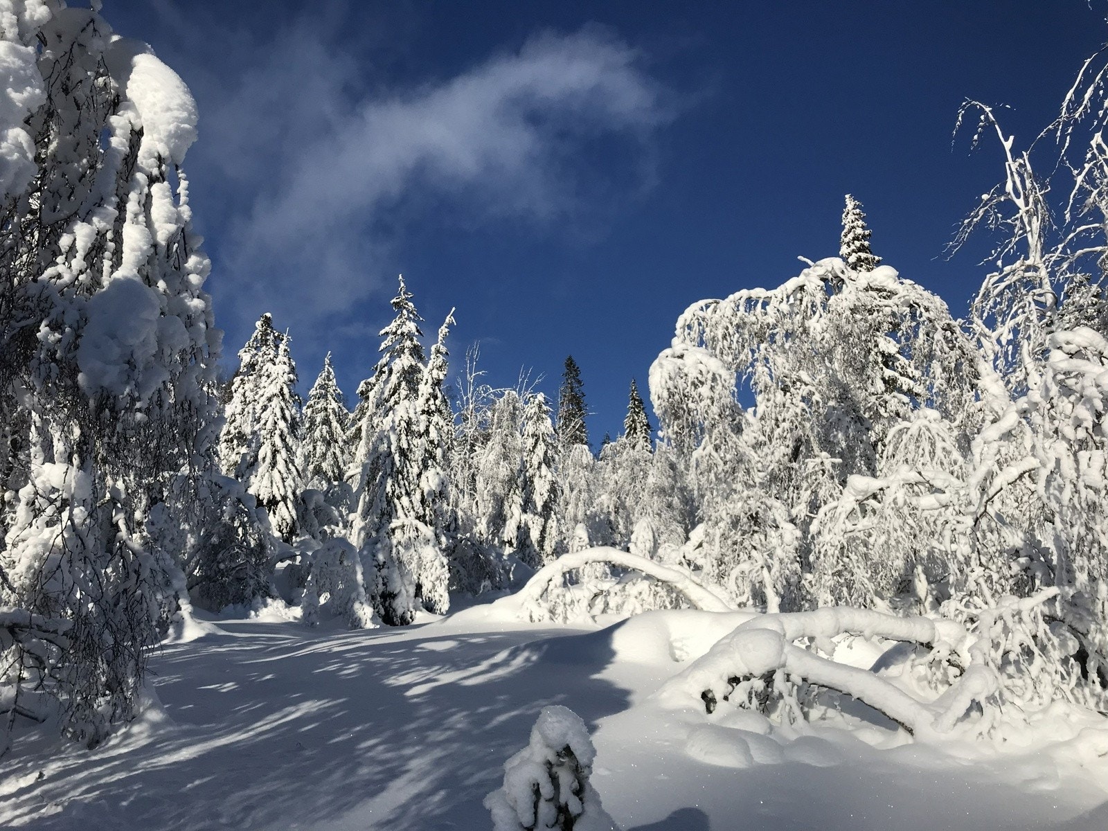 Nyestøyl Galleribilde