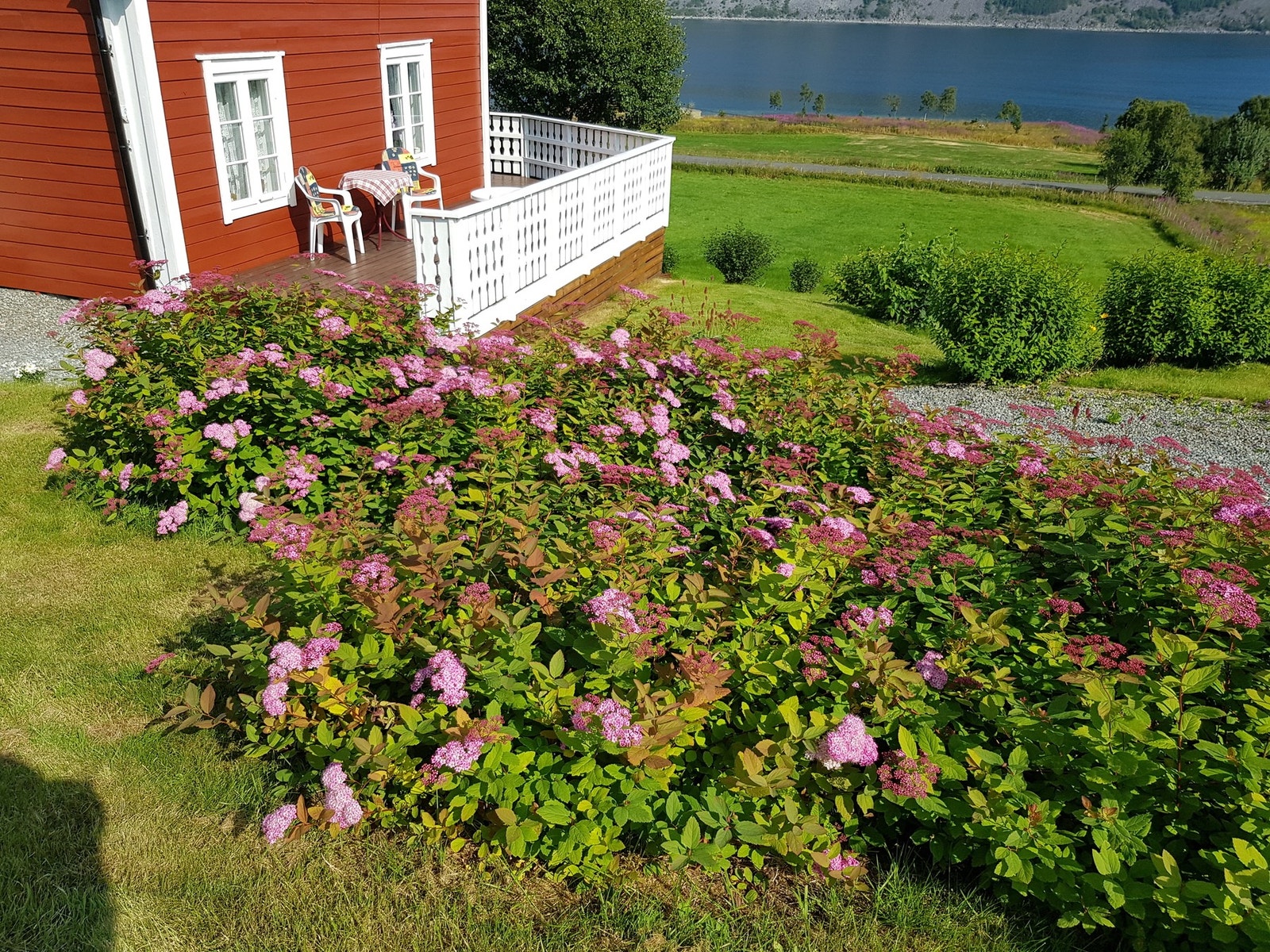 Blomsterbed. Galleribilde